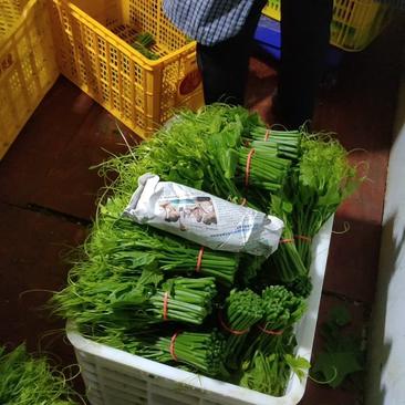 龙须菜，佛手瓜尖，南宁市马山县，短苗18-22公分长