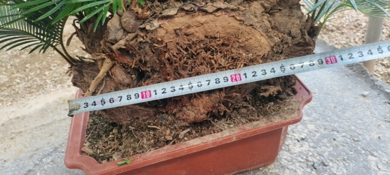 精品造型铁树盆景漳州苏铁铁树种植基地农户直销批发