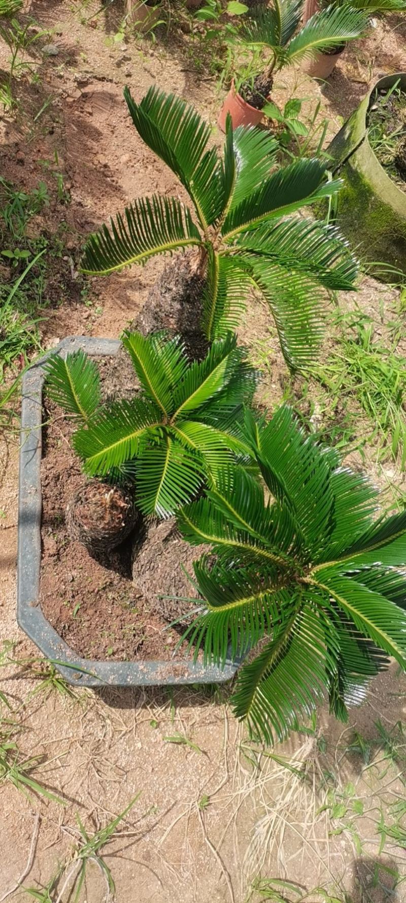 精品造型铁树盆景漳州苏铁铁树种植基地农户直销批发