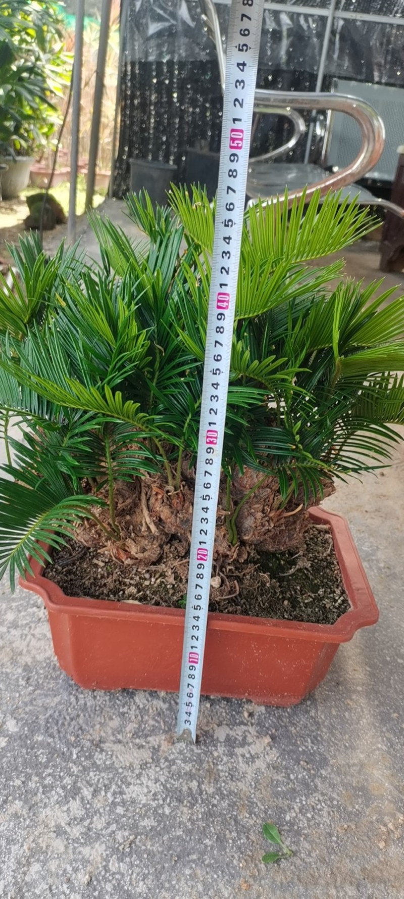 精品造型铁树盆景漳州苏铁铁树种植基地农户直销批发