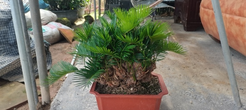 精品造型铁树盆景漳州苏铁铁树种植基地农户直销批发