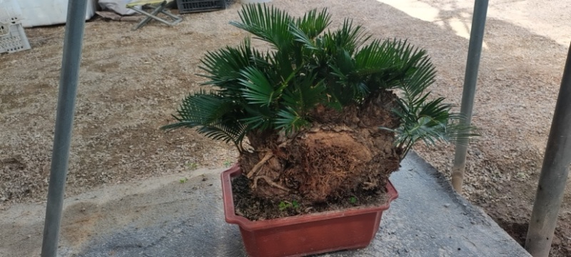 精品造型铁树盆景漳州苏铁铁树种植基地农户直销批发