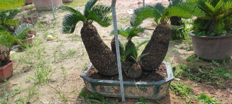 精品造型铁树盆景漳州苏铁铁树种植基地农户直销批发
