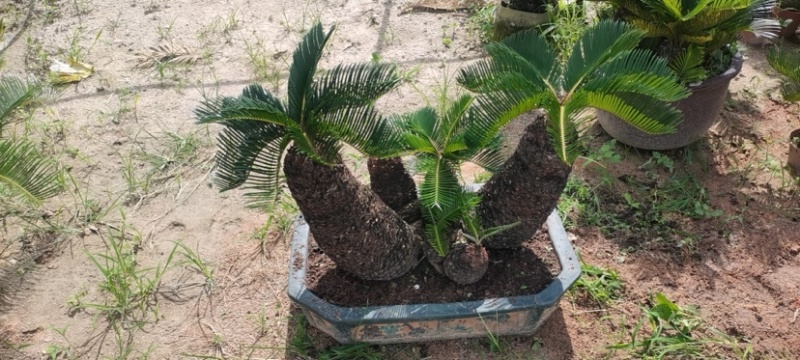 精品造型铁树盆景漳州苏铁铁树种植基地农户直销批发