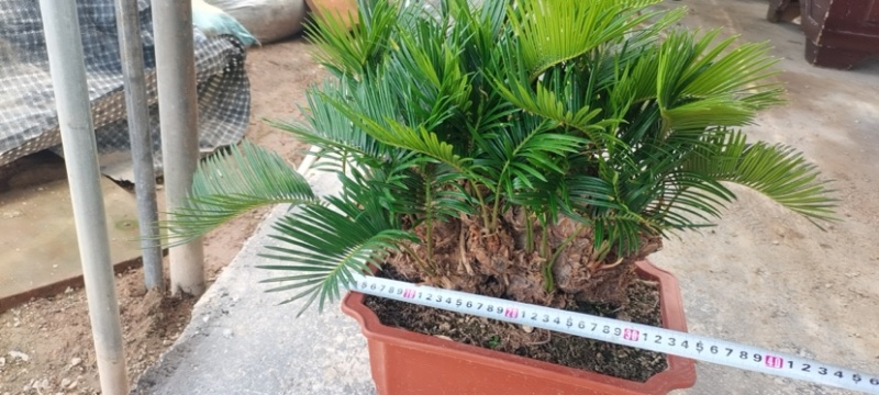 精品造型铁树盆景漳州苏铁铁树种植基地农户直销批发