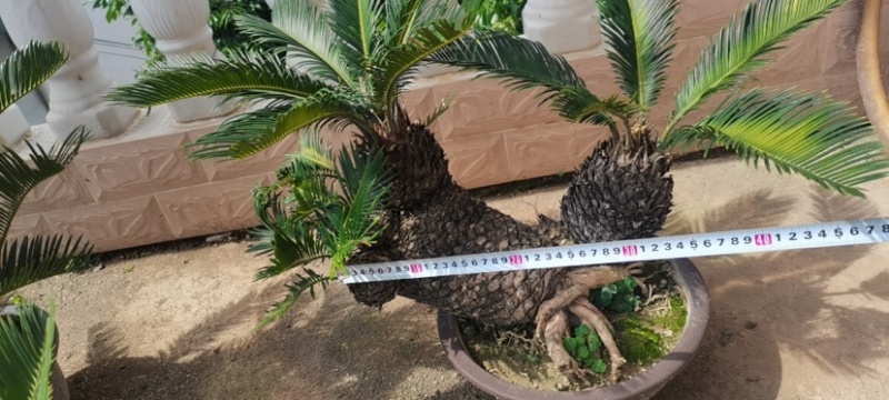 精品造型铁树盆景漳州苏铁铁树种植基地农户直销批发