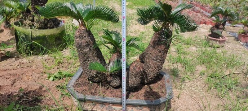 精品造型铁树盆景漳州苏铁铁树种植基地农户直销批发
