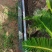 精品造型铁树盆景漳州苏铁铁树种植基地农户直销批发