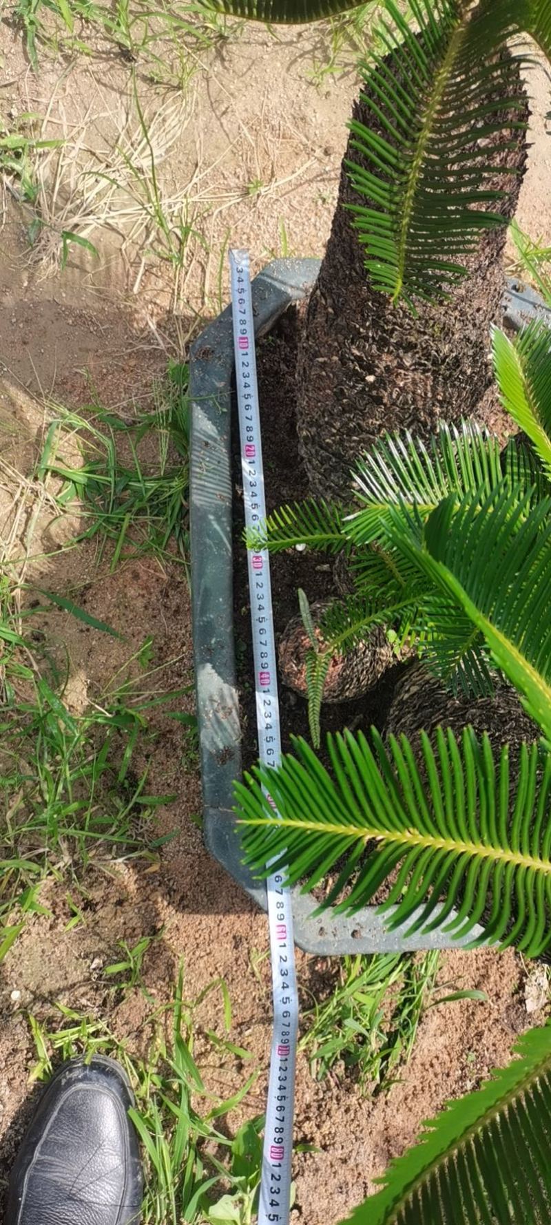 精品造型铁树盆景漳州苏铁铁树种植基地农户直销批发