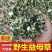 益母草产地草药益母草青货一公斤起批无硫