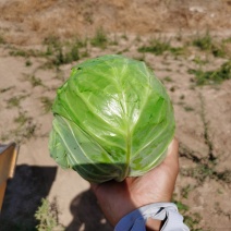德州甘蓝圆包菜全国发货诚信经营货源充足基地直供
