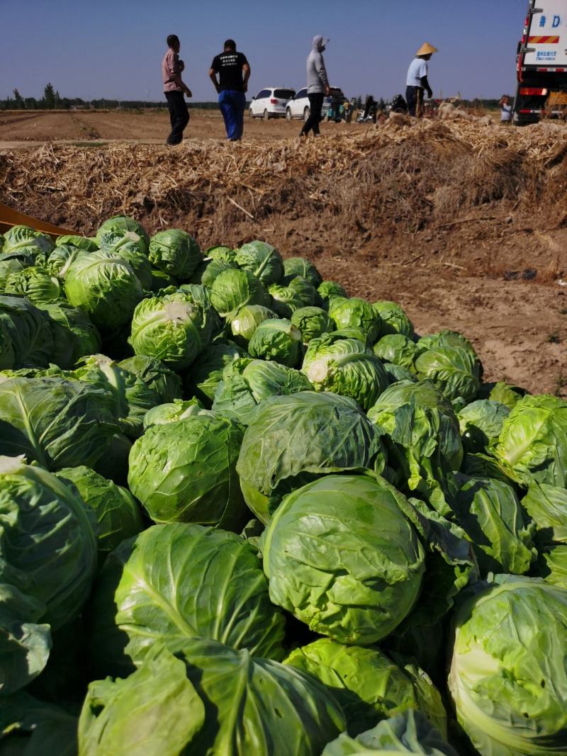 德州甘蓝圆包菜全国发货诚信经营货源充足基地直供
