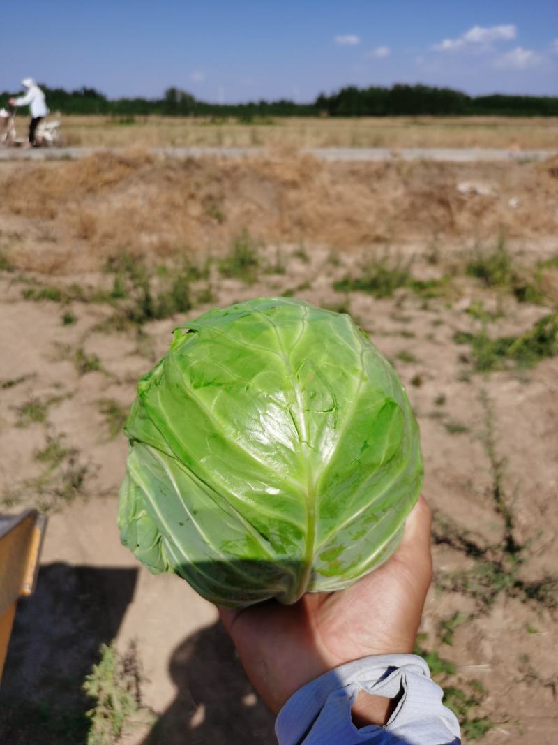 德州甘蓝圆包菜全国发货诚信经营货源充足基地直供