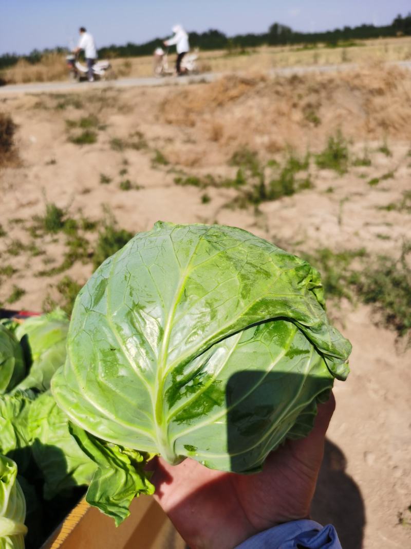 德州甘蓝圆包菜全国发货诚信经营货源充足基地直供