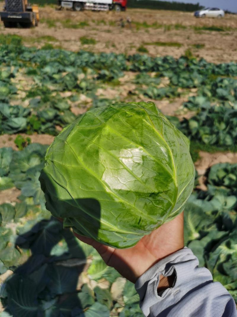 德州甘蓝圆包菜全国发货诚信经营货源充足基地直供