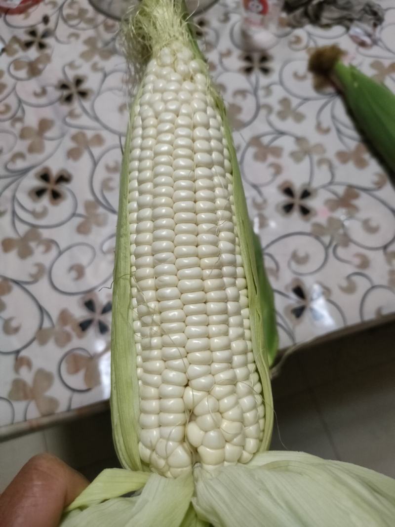 陕西省大荔县渭南玉米棒子，自产自销，保证品质