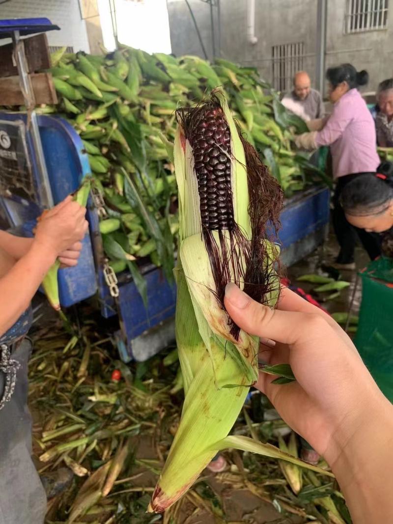 玉米太阳花白糯，花糯，水果玉米产地直销批发，货源充足