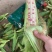 玉米太阳花白糯，花糯，水果玉米产地直销批发，货源充足