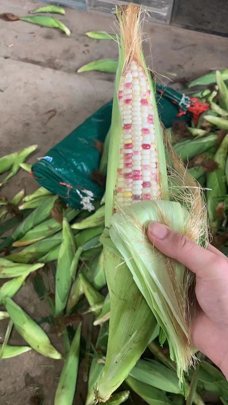玉米太阳花白糯，花糯，水果玉米产地直销批发，货源充足