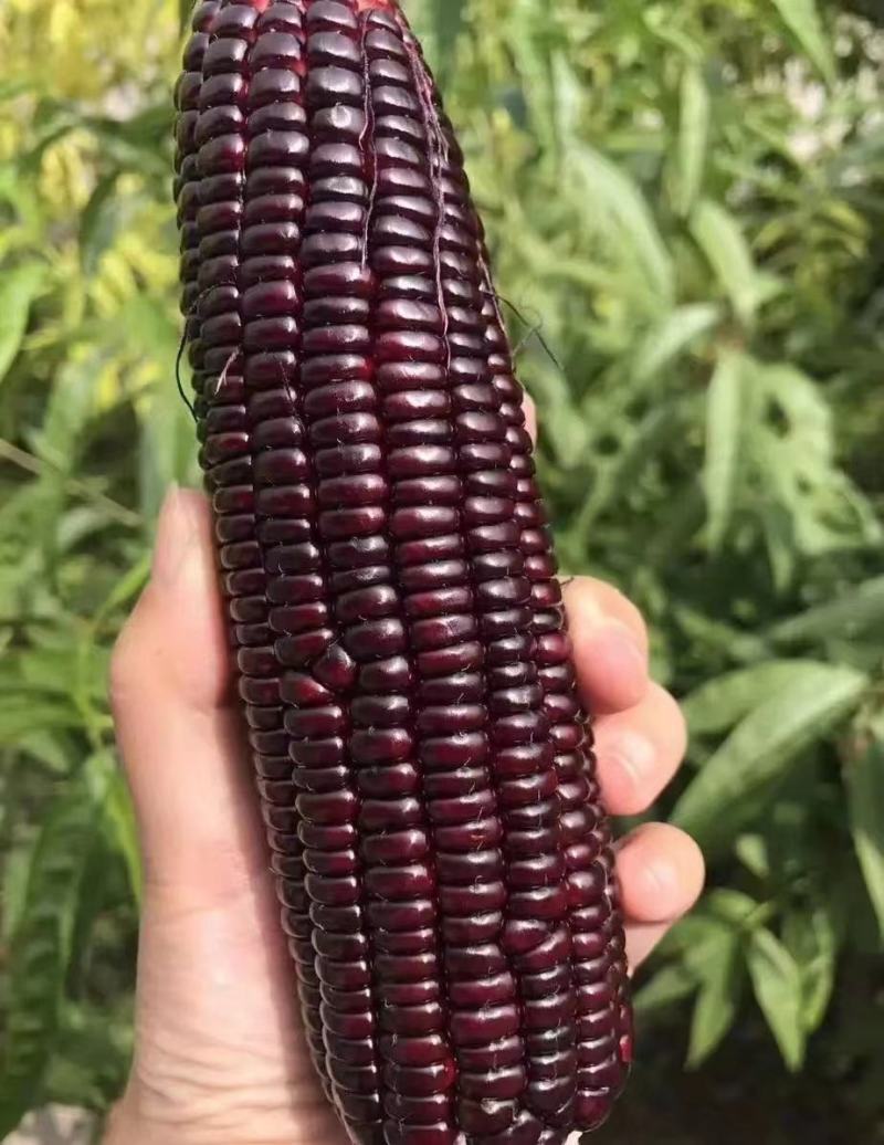 玉米太阳花白糯，花糯，水果玉米产地直销批发，货源充足