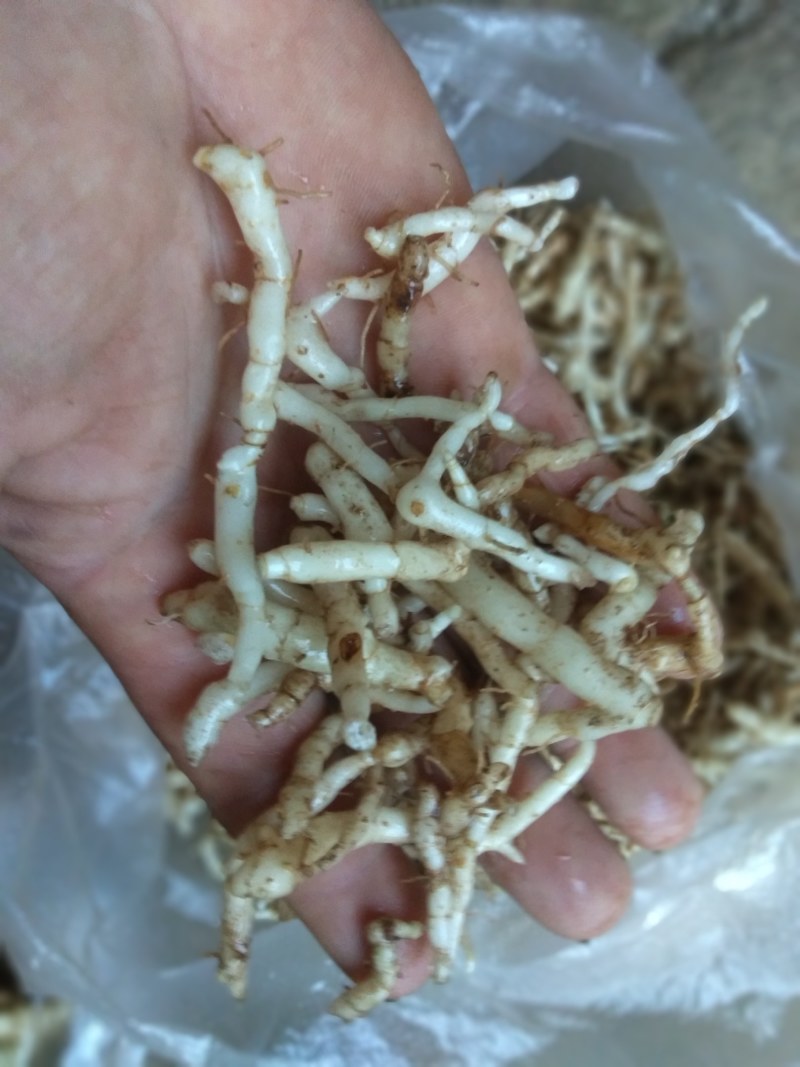 中药材玉竹现采鲜货统根小玉竹根68元包邮