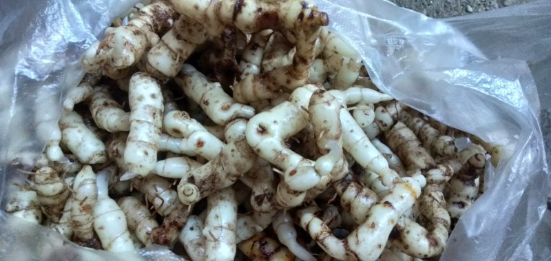 中药材玉竹现采鲜货统根小玉竹根68元包邮