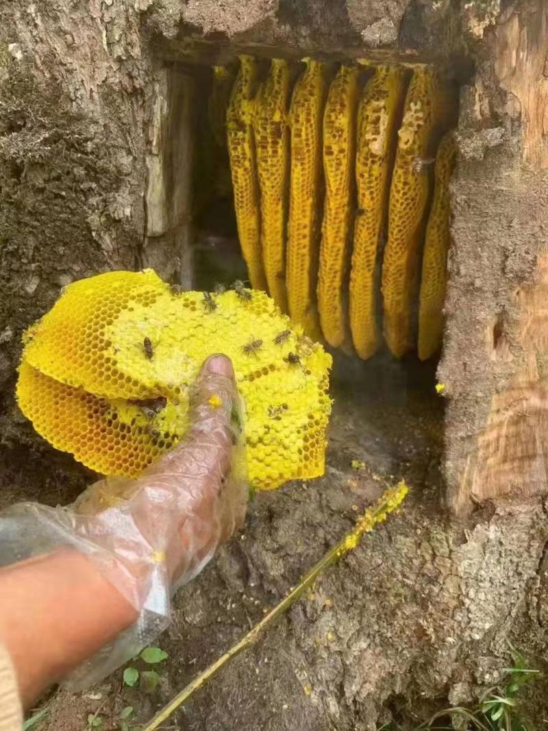 云南深山老林野生蜂蜜一年割一次自然生长质量保证