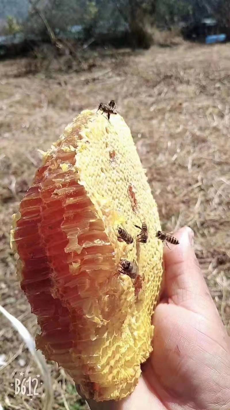 云南深山老林野生蜂蜜一年割一次自然生长质量保证