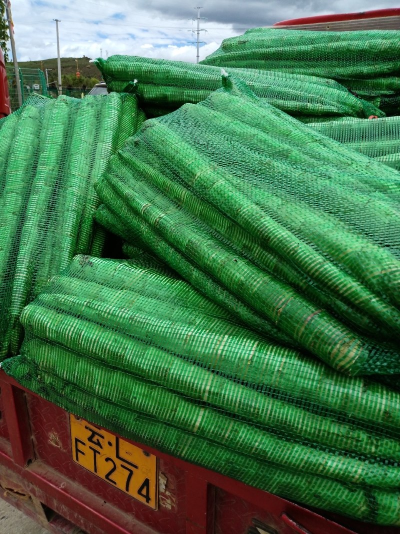 迪庆州莴笋杆子品质好，不空心，欢迎老板来考察，