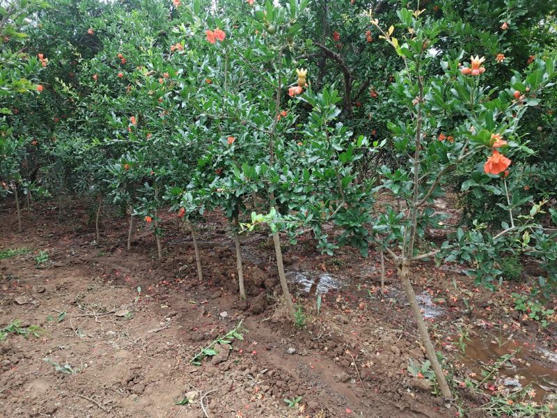 嫁接4年石榴树，品种优，树型好，自家培植！