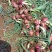 宝鸡紫红皮洋葱