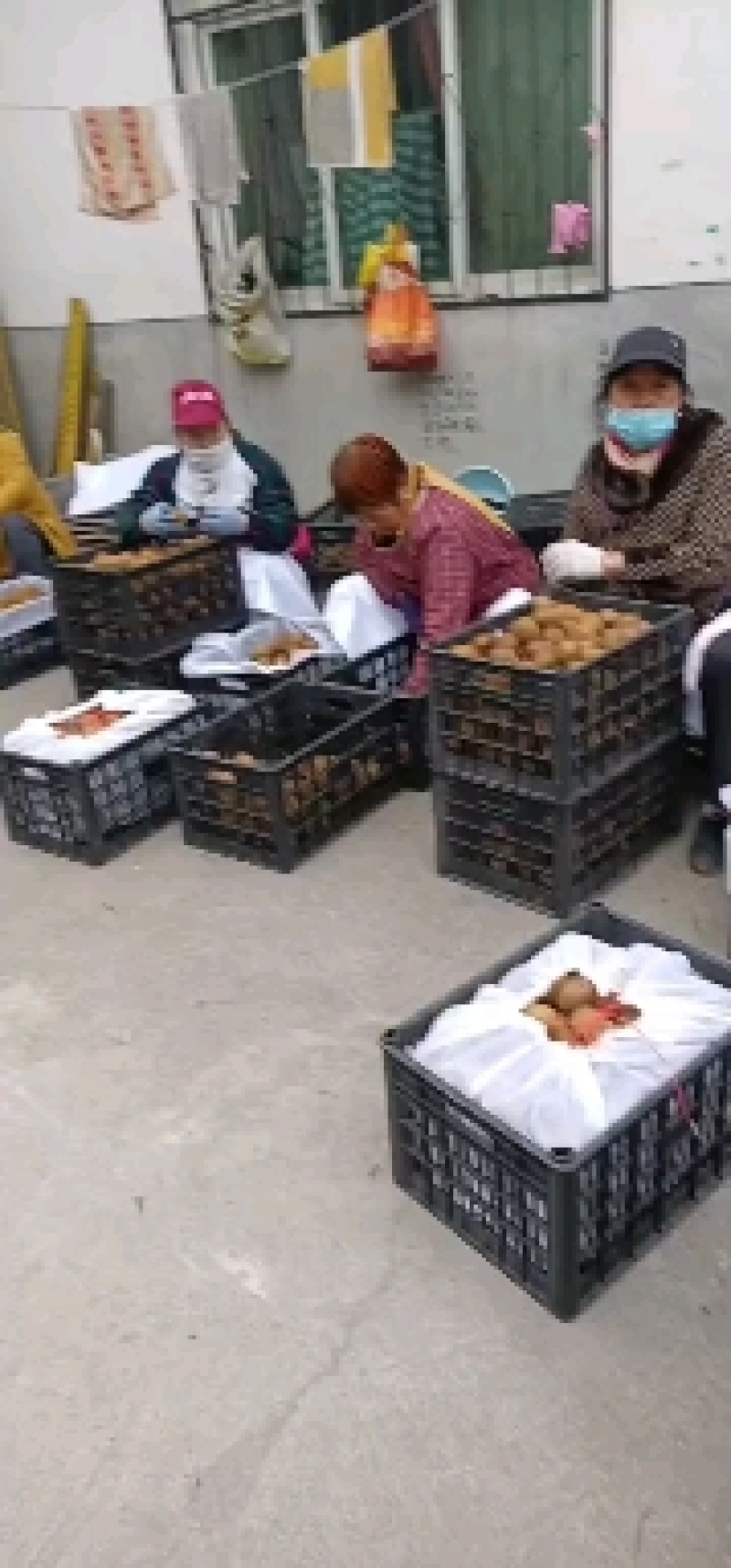 海沃德猕猴桃！奇异果陕西省西安周至果型好。