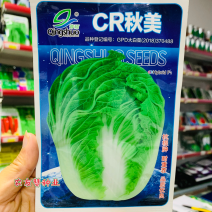 青硕CR秋美抗根肿耐重茬大白菜种子抗病秋晚熟白菜一代