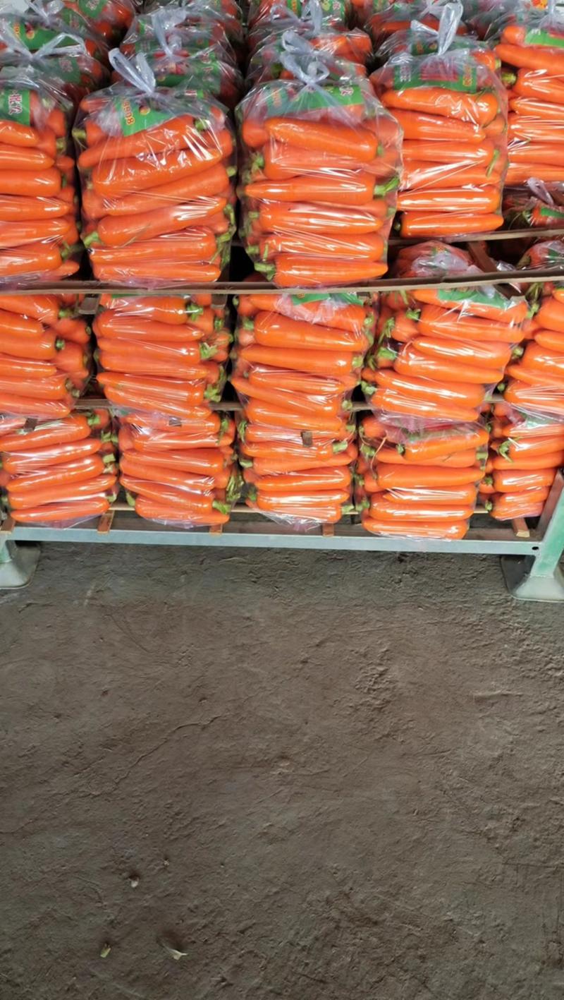 河南通许水洗三红胡萝卜货源保障专业服务对接各级客商