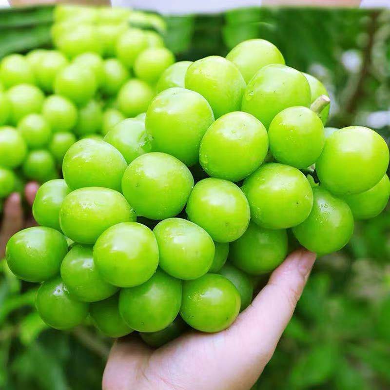 江苏新沂阳光玫瑰葡萄大量上市中，万亩基地，原产地发货！
