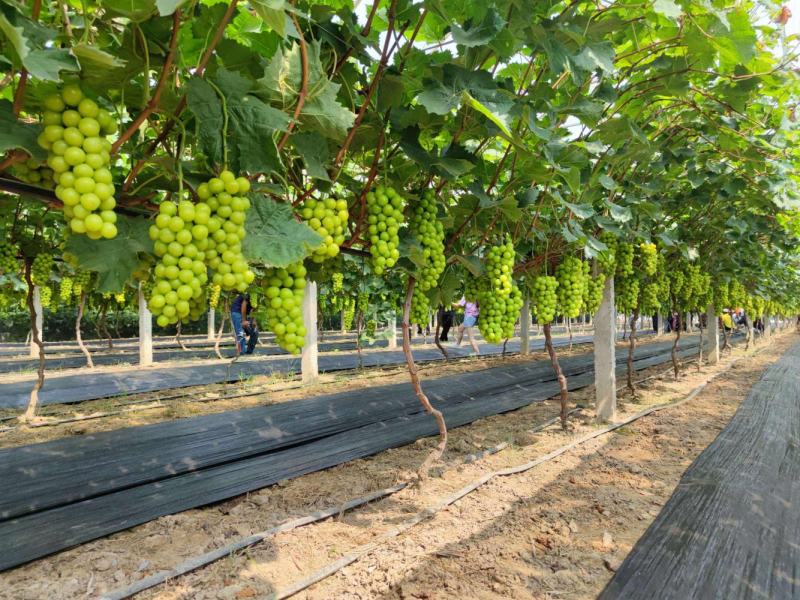 江苏新沂阳光玫瑰葡萄大量上市中，万亩基地，原产地发货！