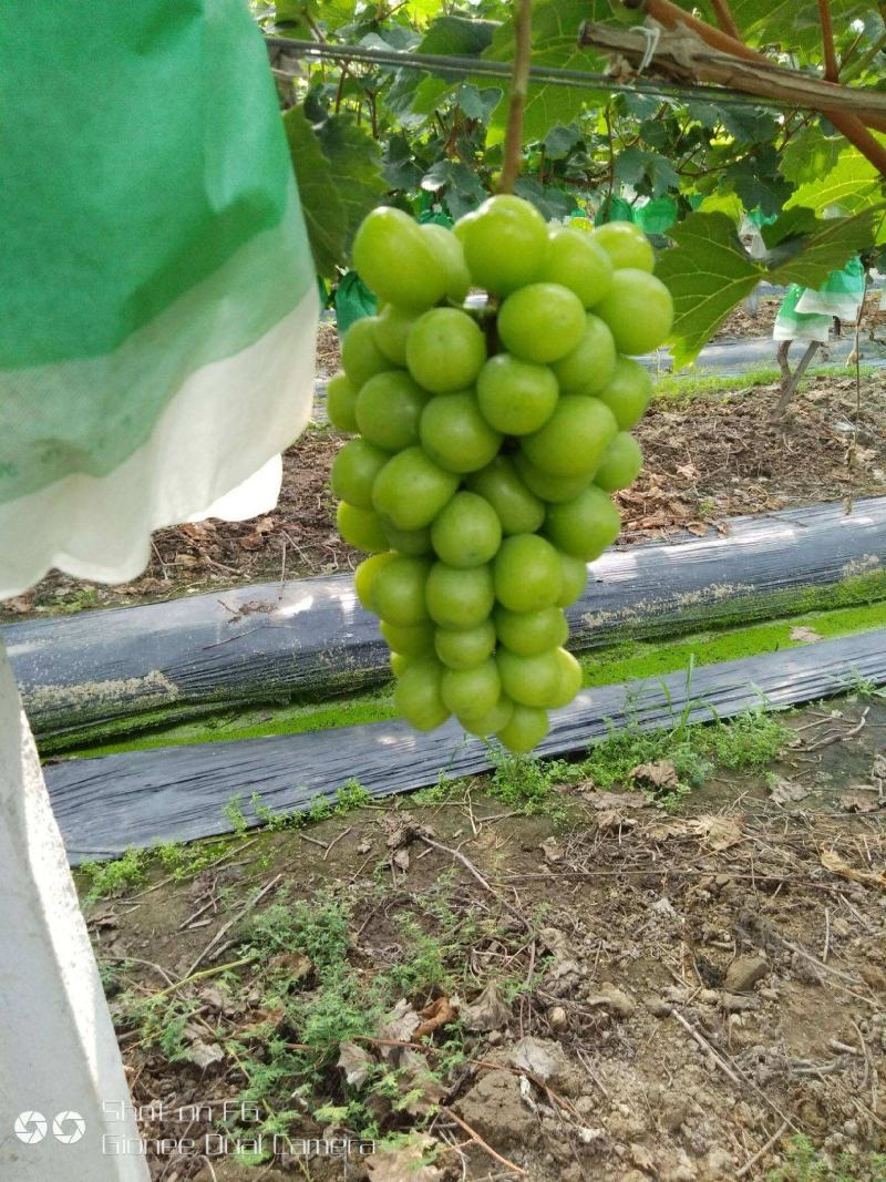 江苏新沂阳光玫瑰葡萄大量上市中，万亩基地，原产地发货！