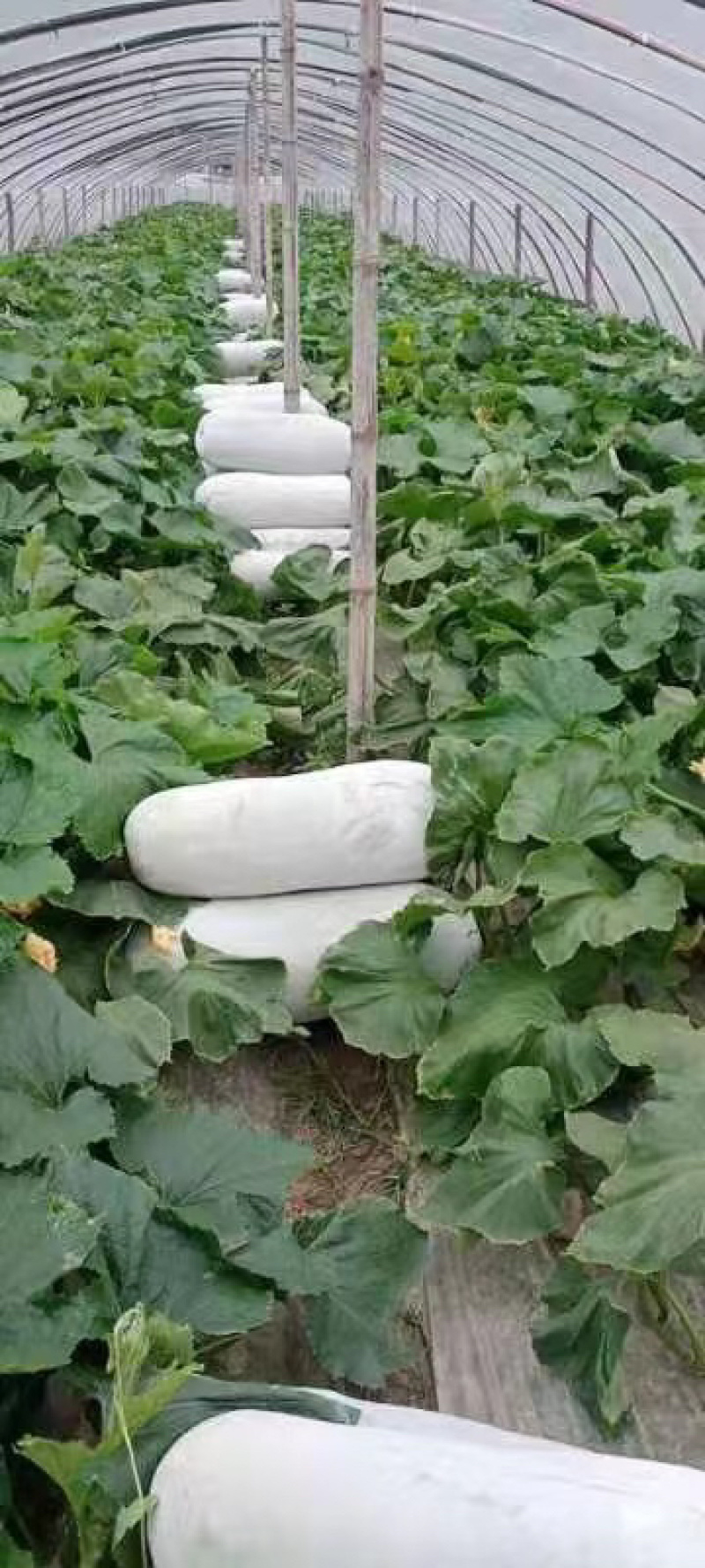 白皮冬瓜