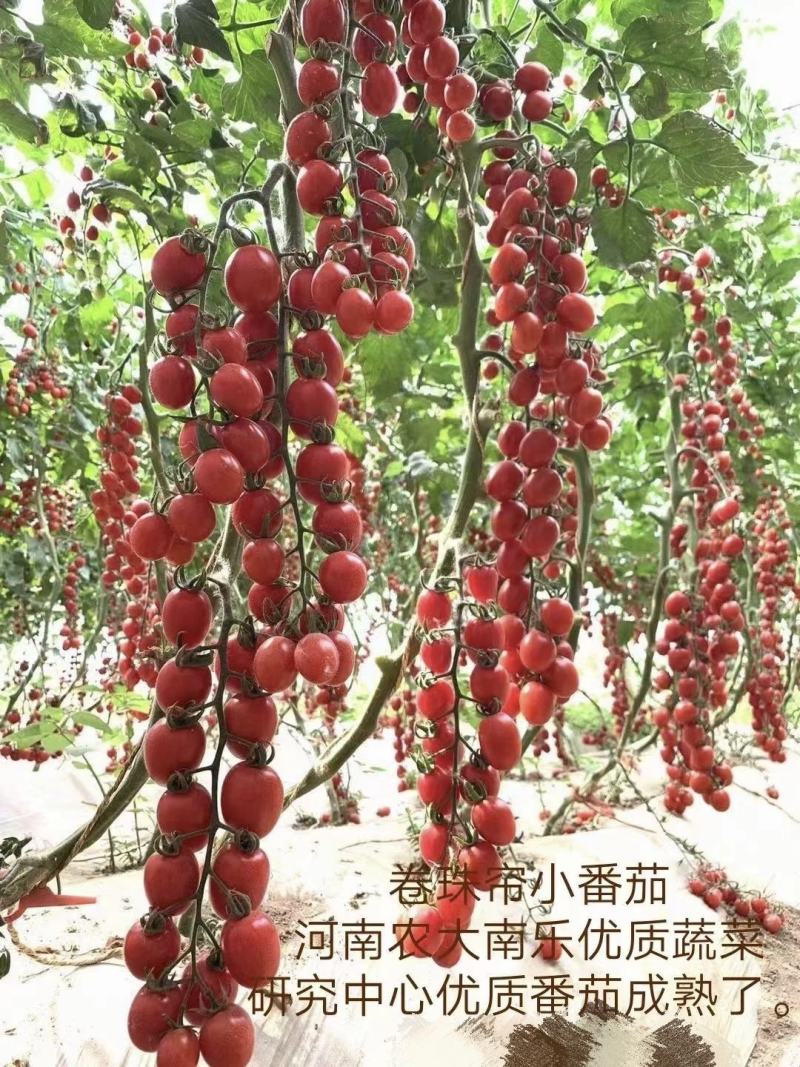 豫艺卷珠帘小番茄种子