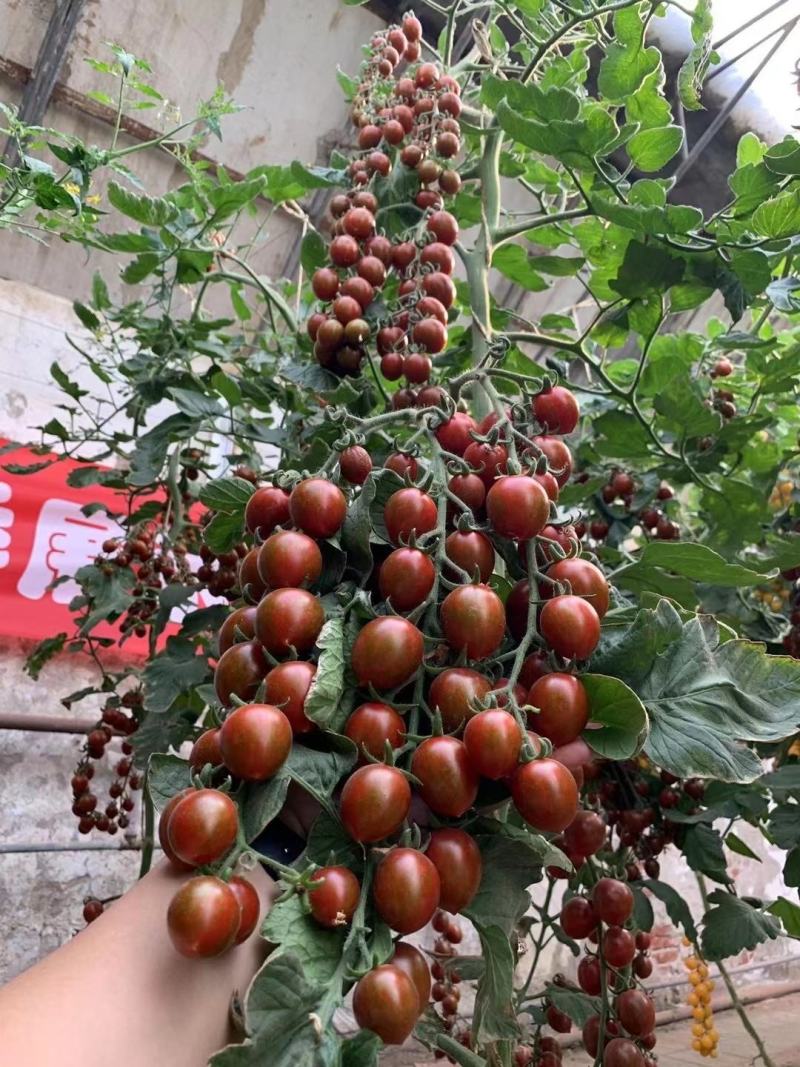 豫艺卷珠帘小番茄种子