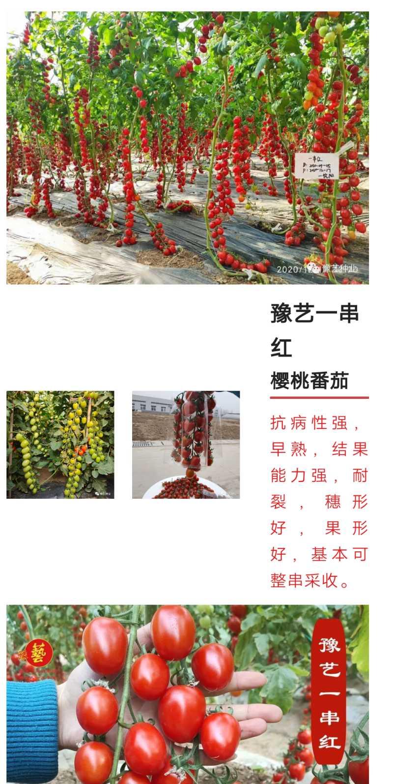 豫艺卷珠帘小番茄种子
