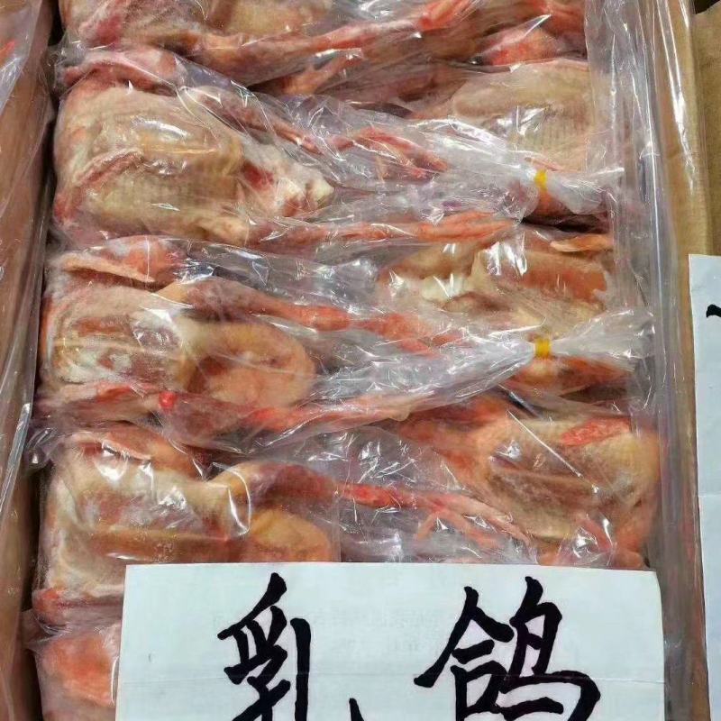 鸽子5-9两有货，质量很好规格齐全价格实惠现货出售