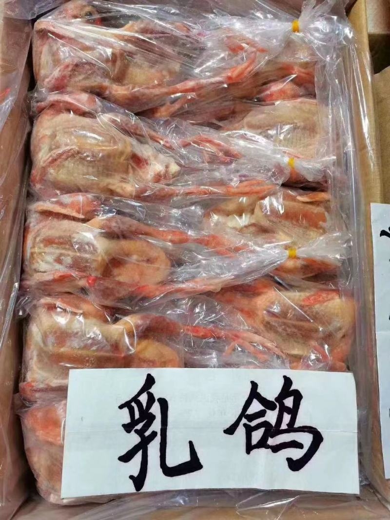 鸽子5-9两有货，质量很好规格齐全价格实惠现货出售