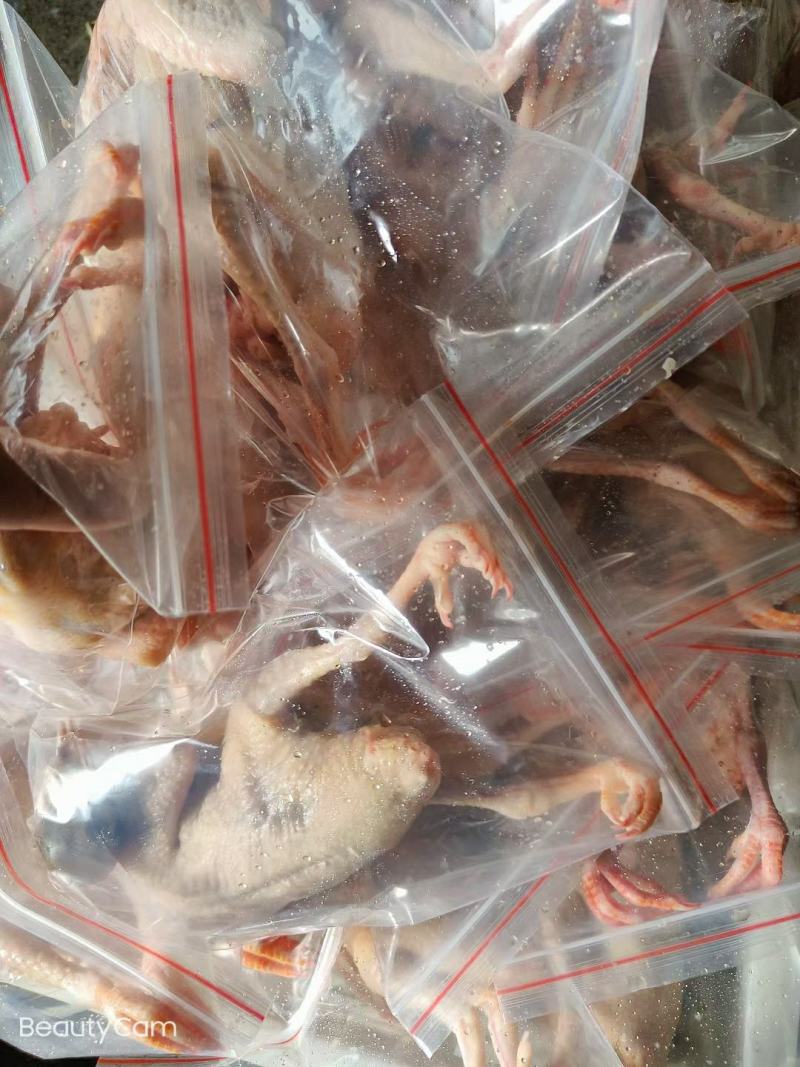 鸽子5-9两有货，质量很好规格齐全价格实惠现货出售