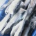 鳕鱼单冻鳕鱼全规格25+30+