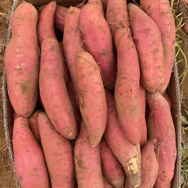 西瓜红