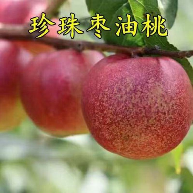 珍珠枣油桃