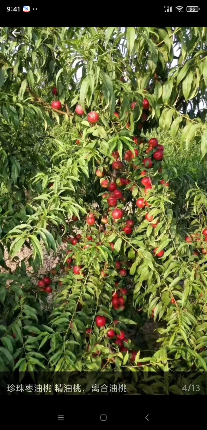 珍珠枣油桃