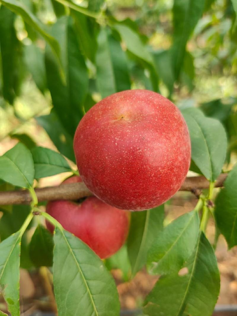 珍珠枣油桃