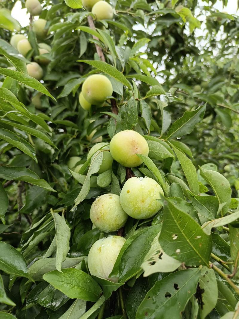 精品青红翠李，青翠李，货源充足，质量保证，诚信代办